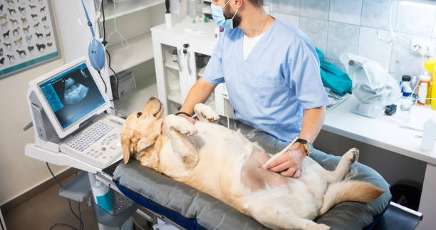 罕有新界區動物醫院生意轉讓